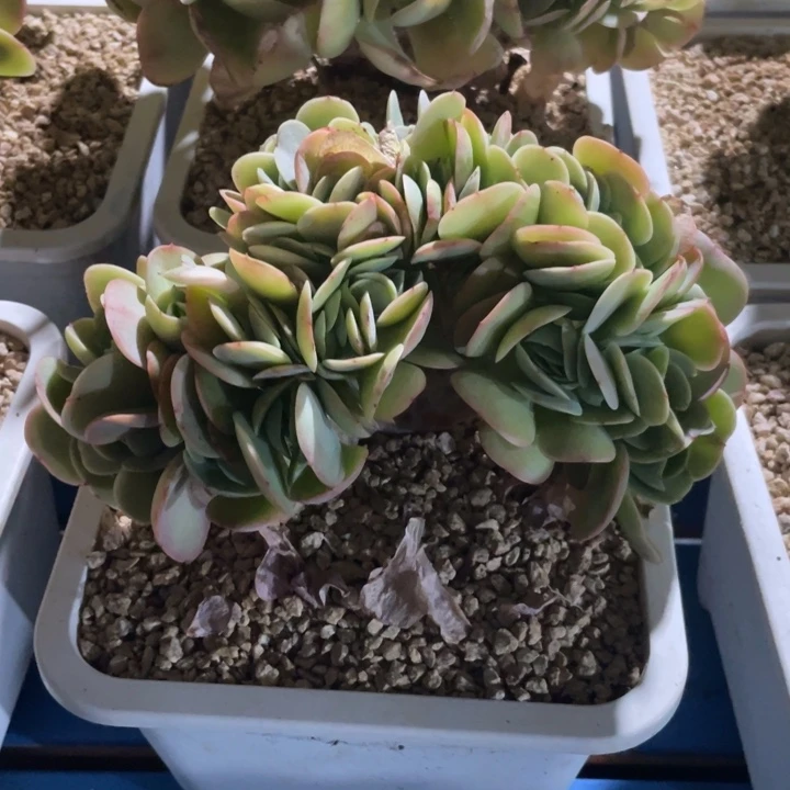 鸡蛋碧桃缀化，福利