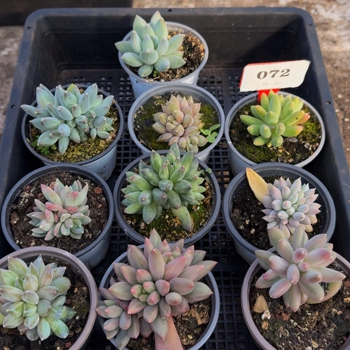 072多肉植物一物一拍