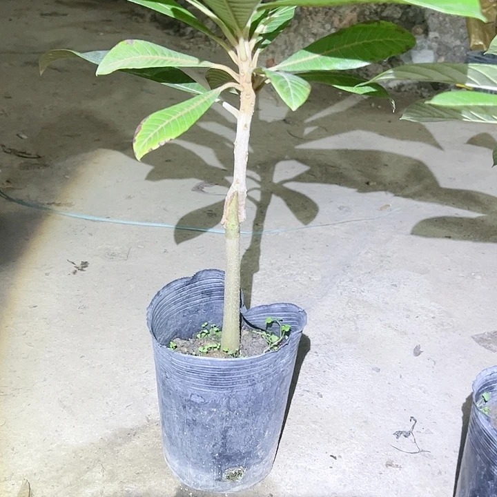 珍珠芭乐吴****华579945