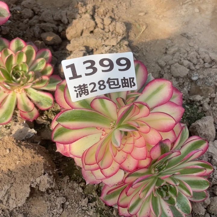 1399二号棚倾城母本E