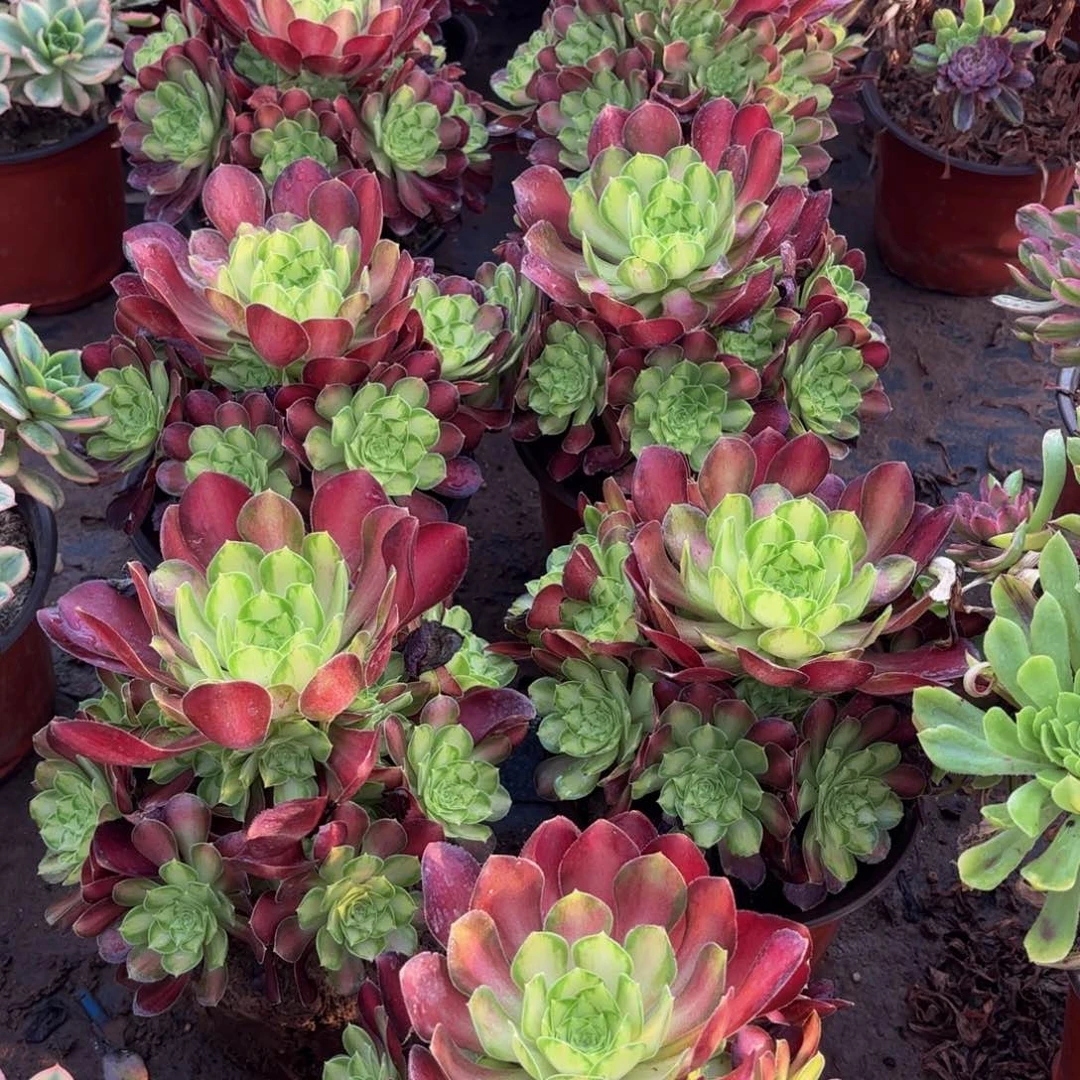 韶华9.9多肉植物