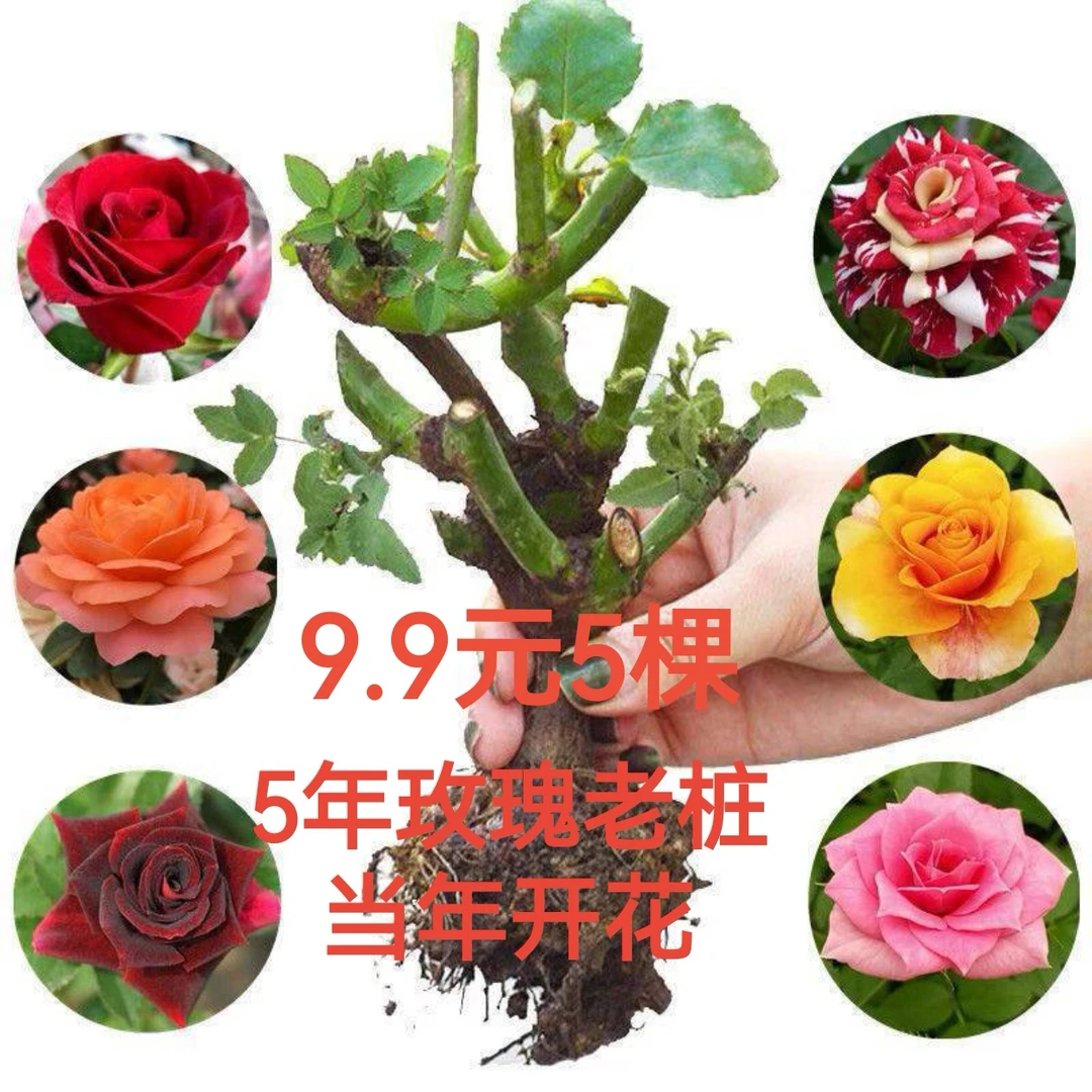 玫瑰花苗云南玫瑰老庄大苗四季开花大花阳台庭院盆栽地栽耐寒耐冻