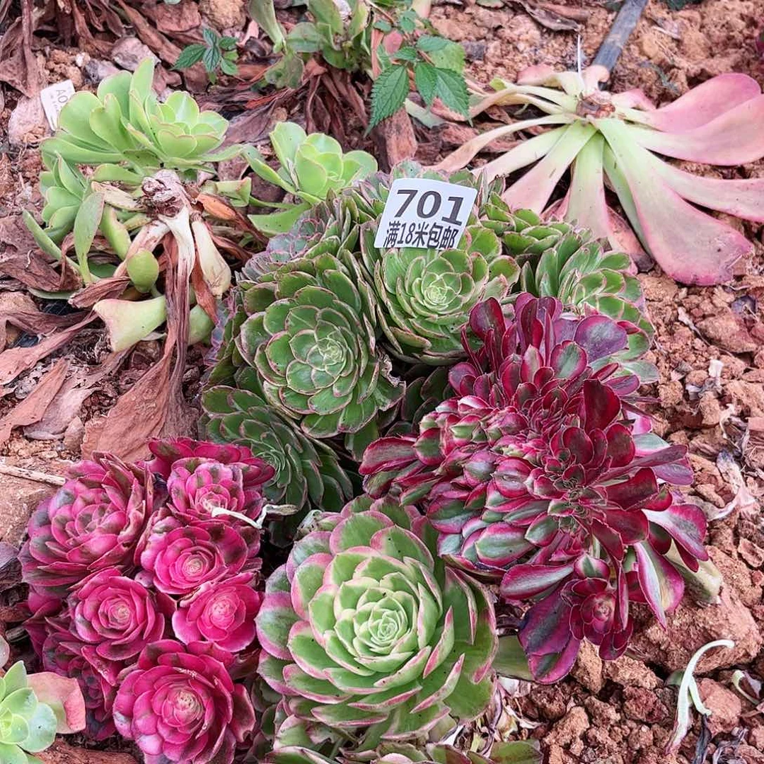 701法师组合无根冲冲冲