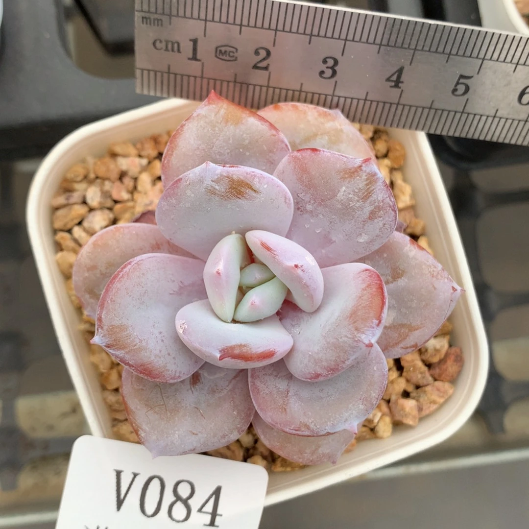 84。带腿奶茶。单头。
