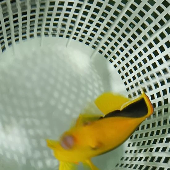 海水鱼美石观赏鱼