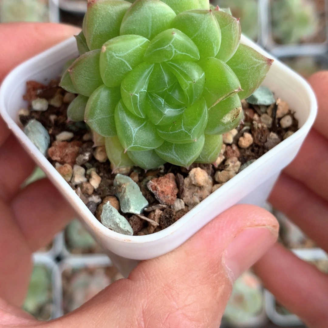 ZT-01灵鉴三头。          16号