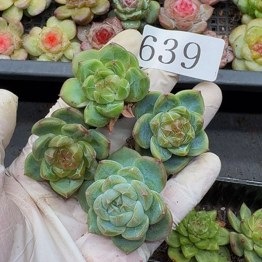 多肉植物多肉植物639