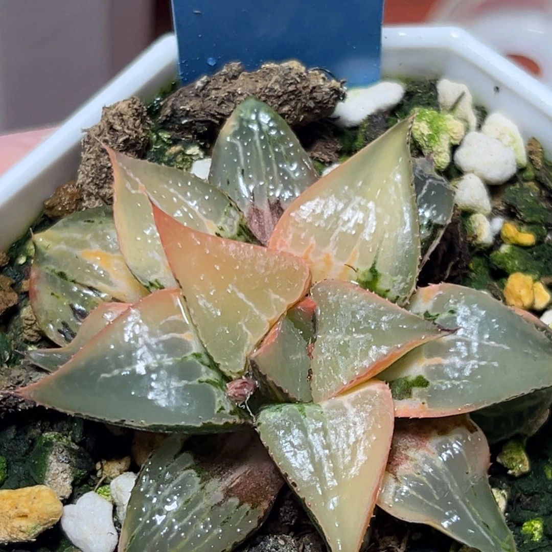 恭喜发财大吉大利837酒吞