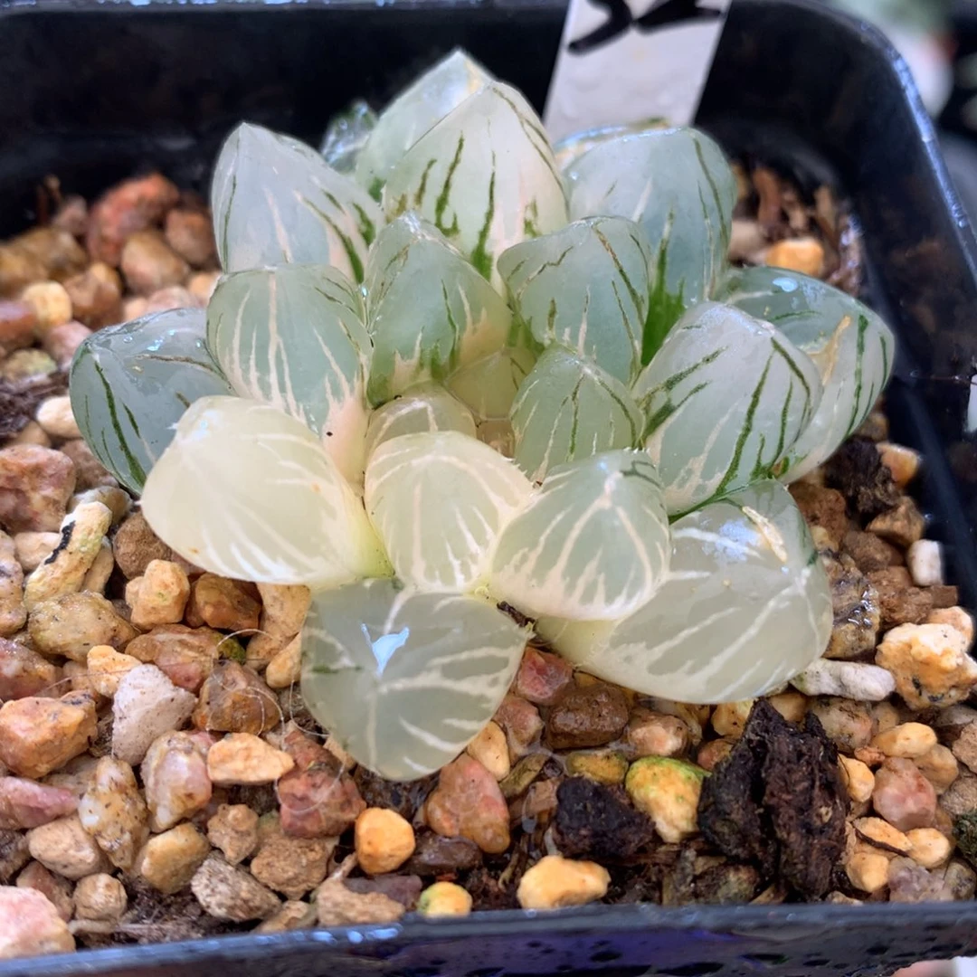 om玉露锦，带盆一起