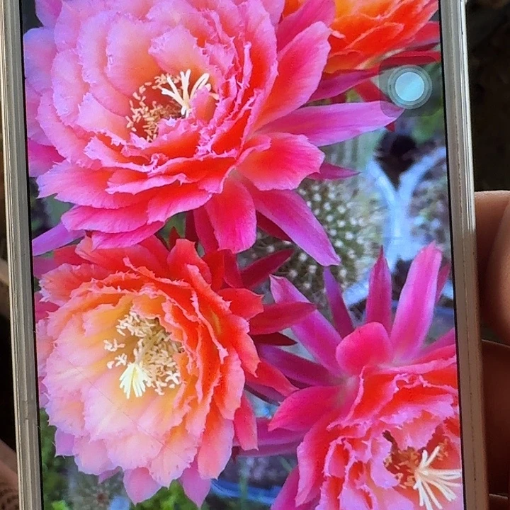 牛牛侧芽5公分左右毛花柱（20包邮）