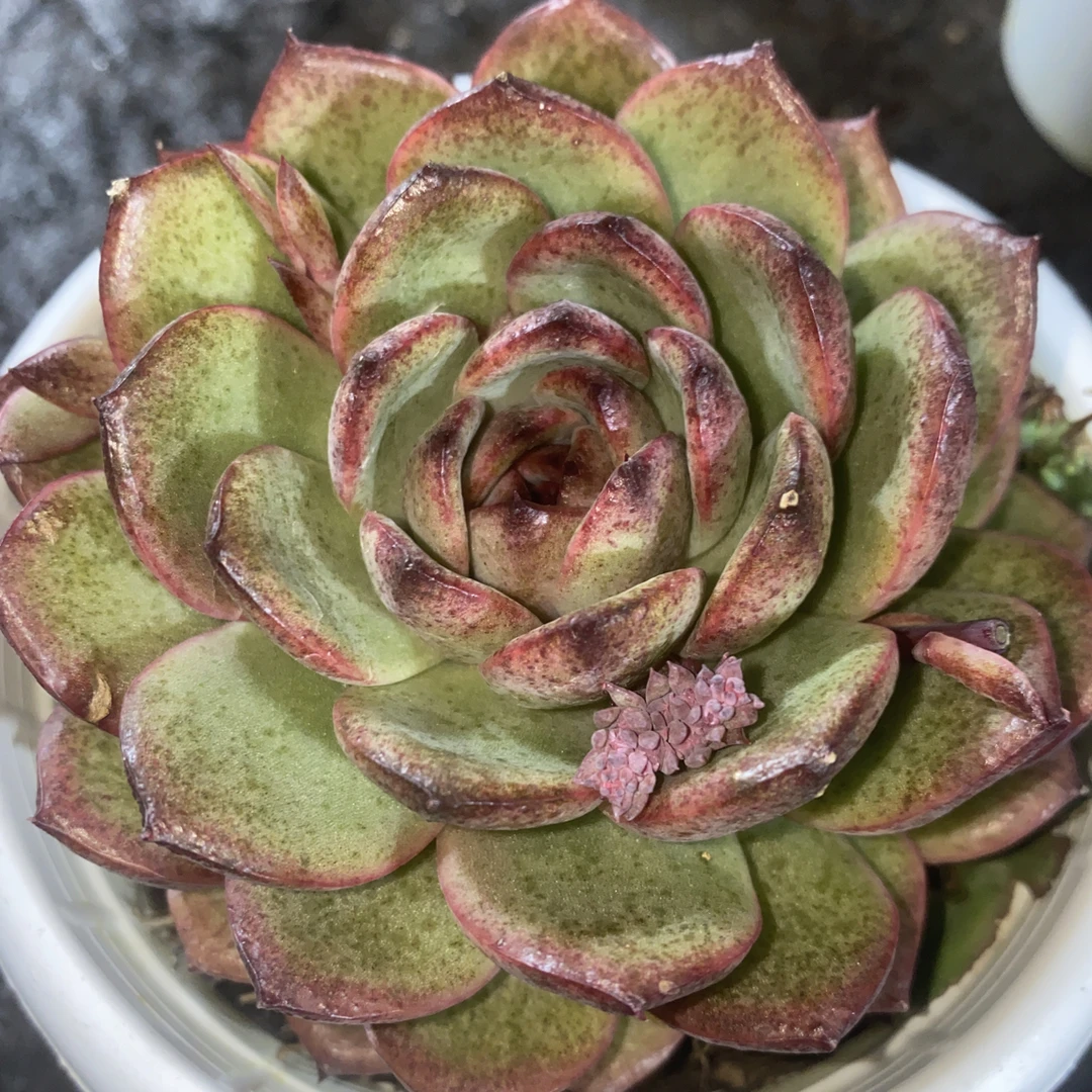 『玄橙』多肉植物盆栽 全店满15包邮