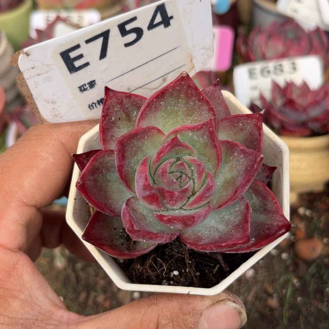 惊鸿一瞥754号多肉