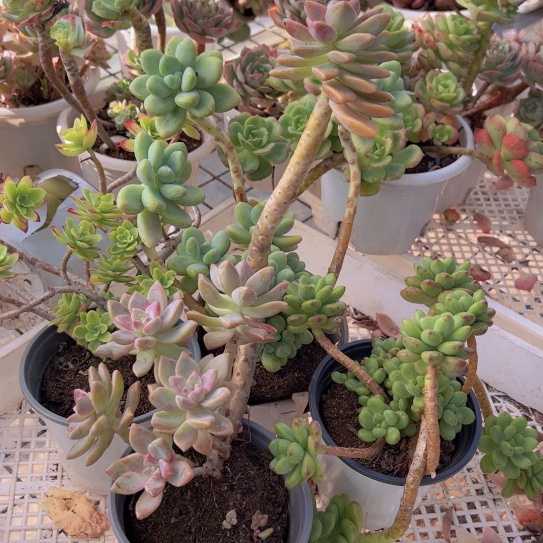 清扬薄化妆，香格里拉，淡雪，棒棒糖各一，120杯