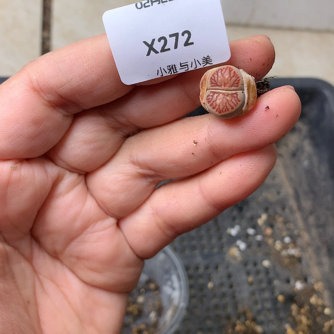 X272多肉植物保护研究所