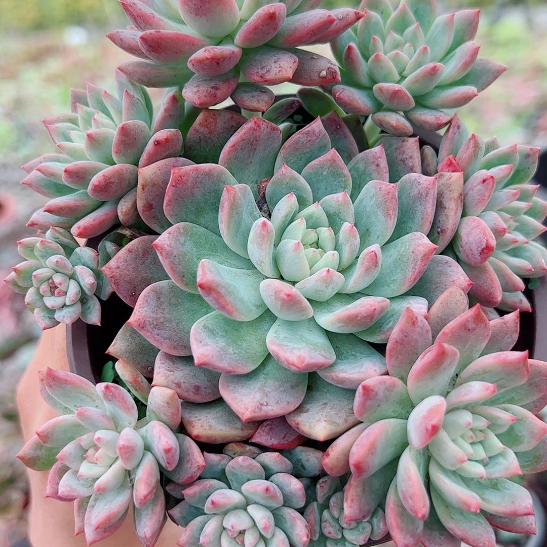 霜花造型多头手捧特价