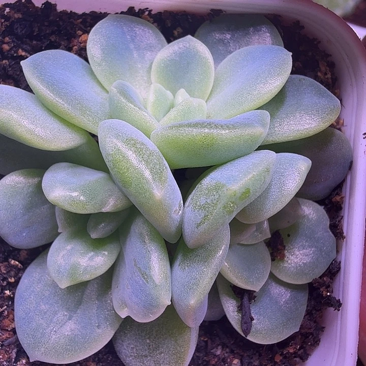 奶油财富c33叶插苗