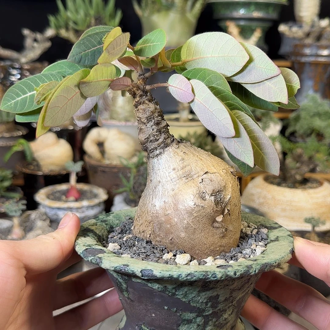 一物一拍奇异油柑15