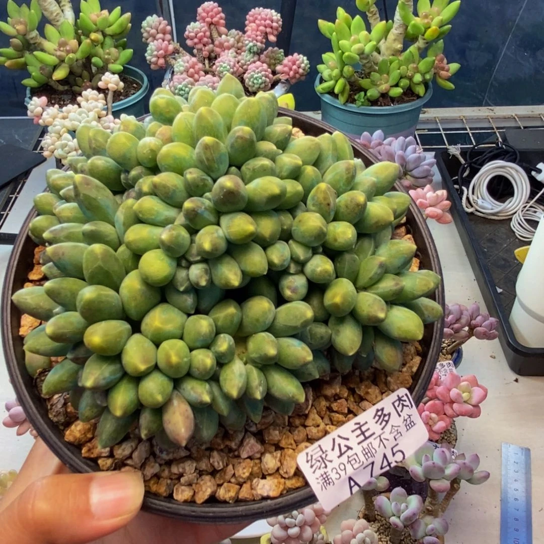 745香蕉树缀多肉10c m