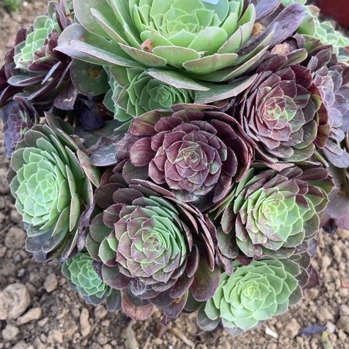 无花朵917多肉植物花月夜