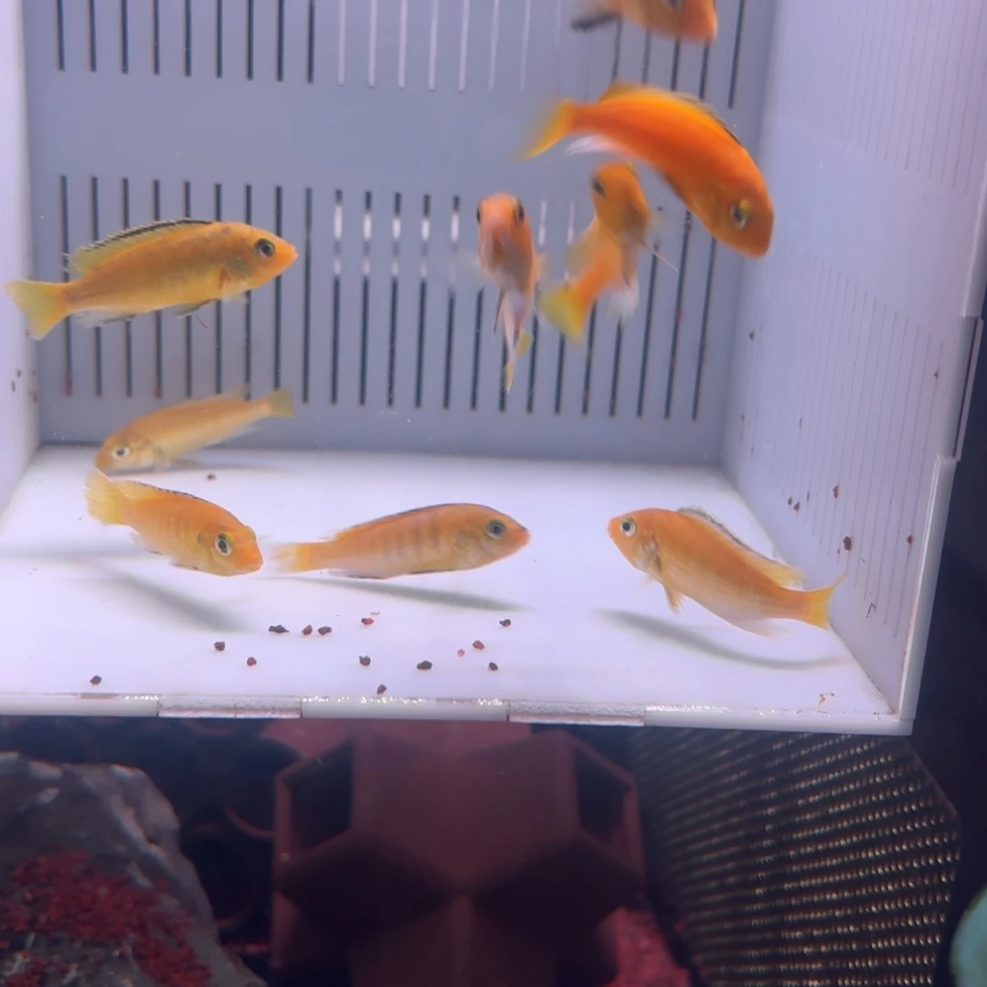 慈鲷鱼直播黑线王子优质鱼苗10条4厘米左右