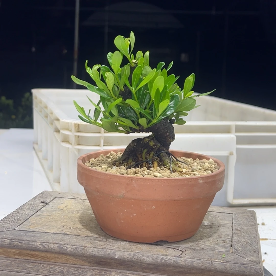 完全开放匙叶寄养服盆