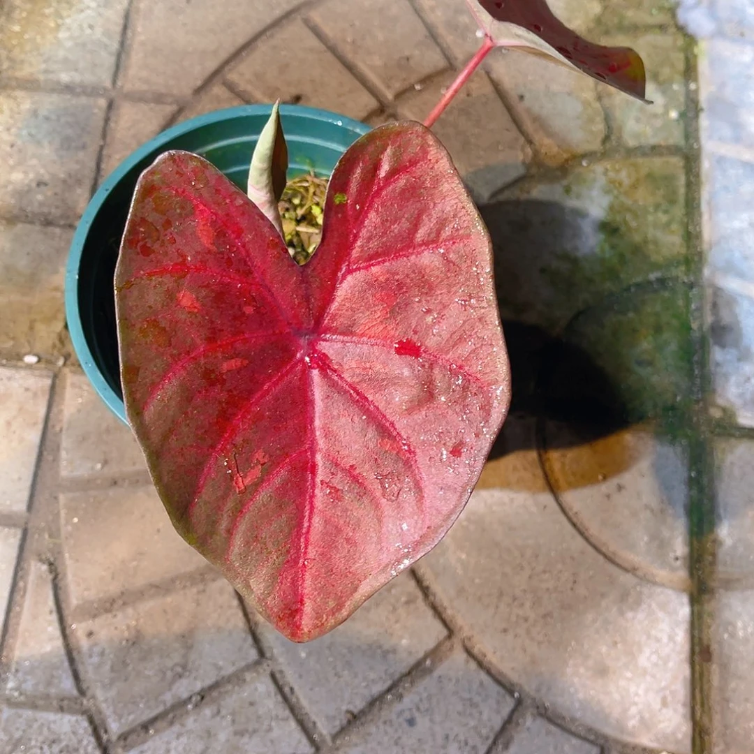 完全开放3865泰彩