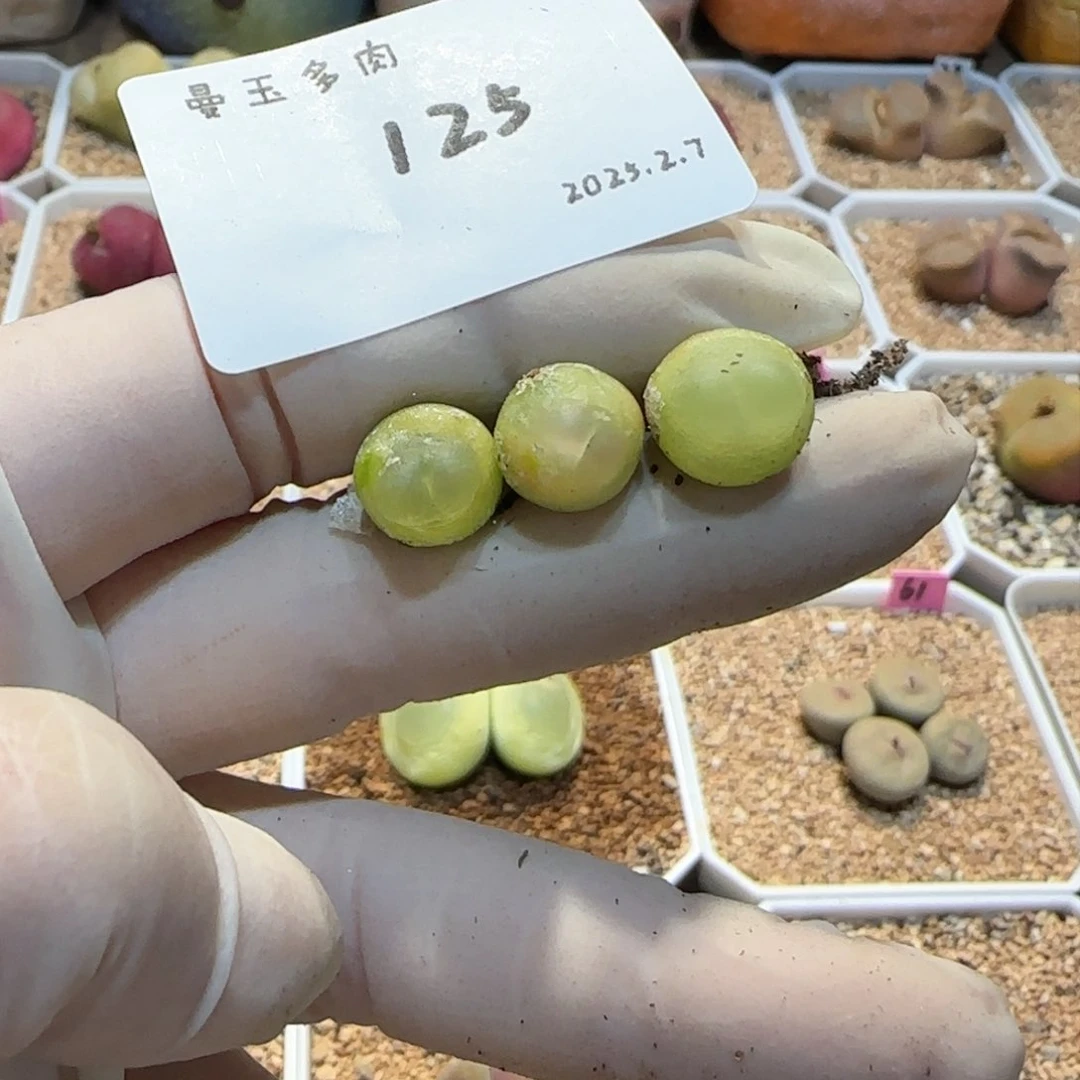 杨*静多肉多肉多肉2.7-125