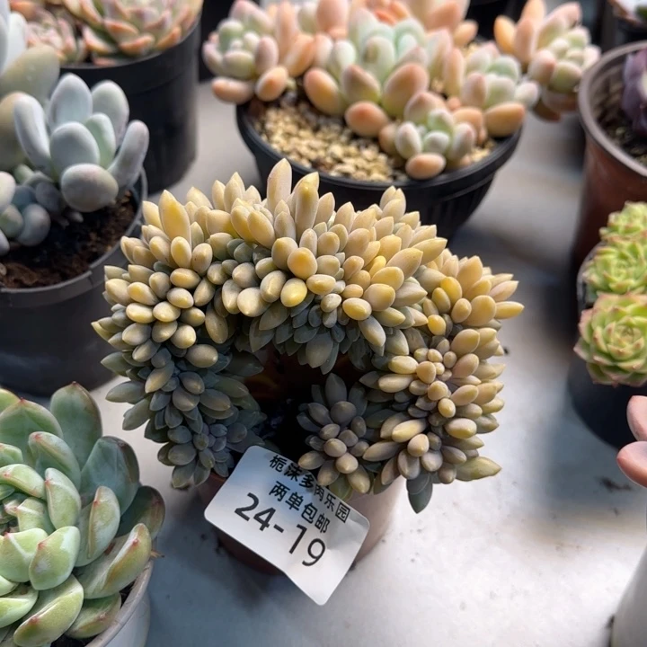 痘***痘24-19缀美人缀多肉植物