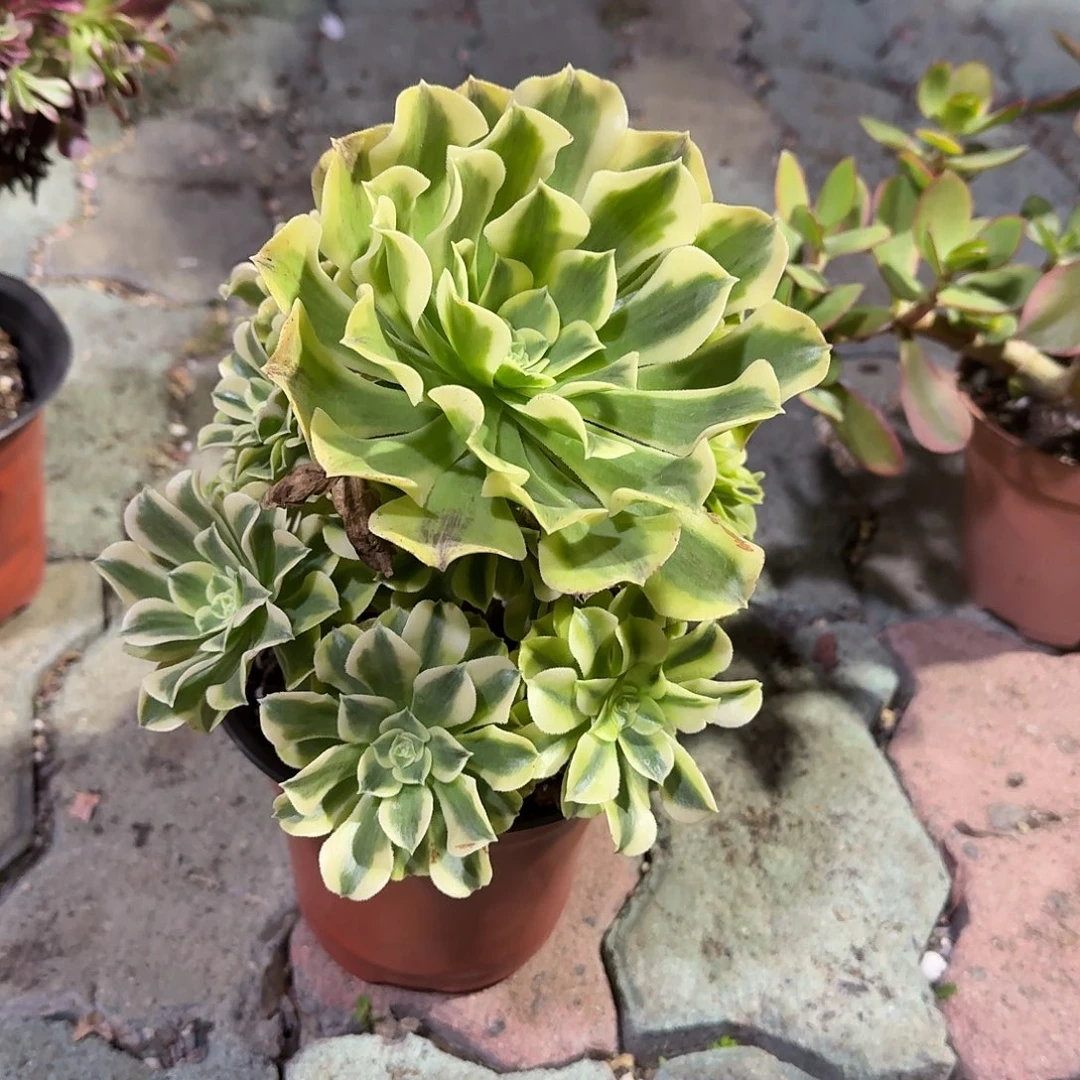 迈巴赫多肉植物净