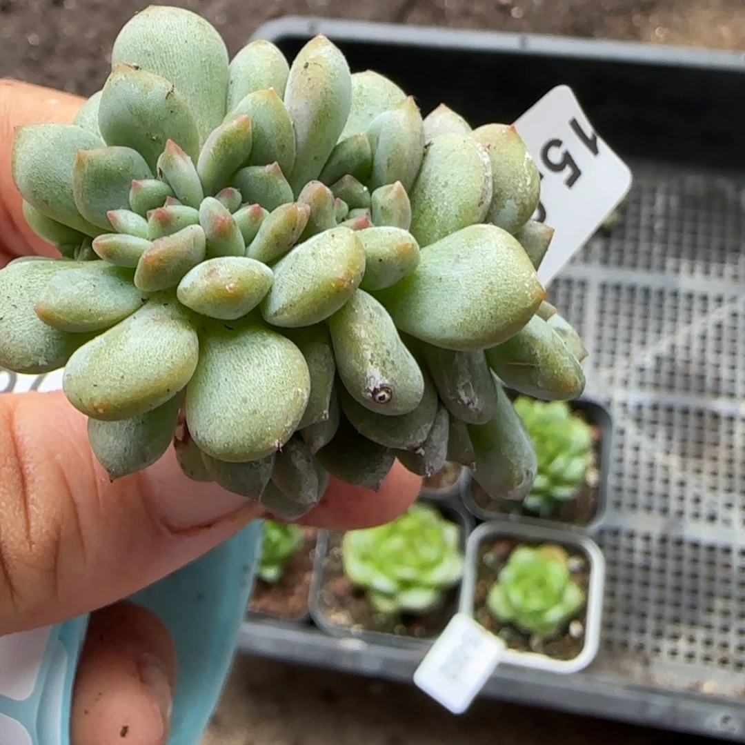 小卡拉米糖心一物一拍15-83