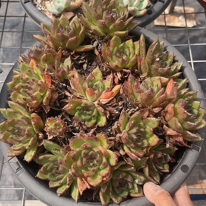 晨语多肉，一物一拍散