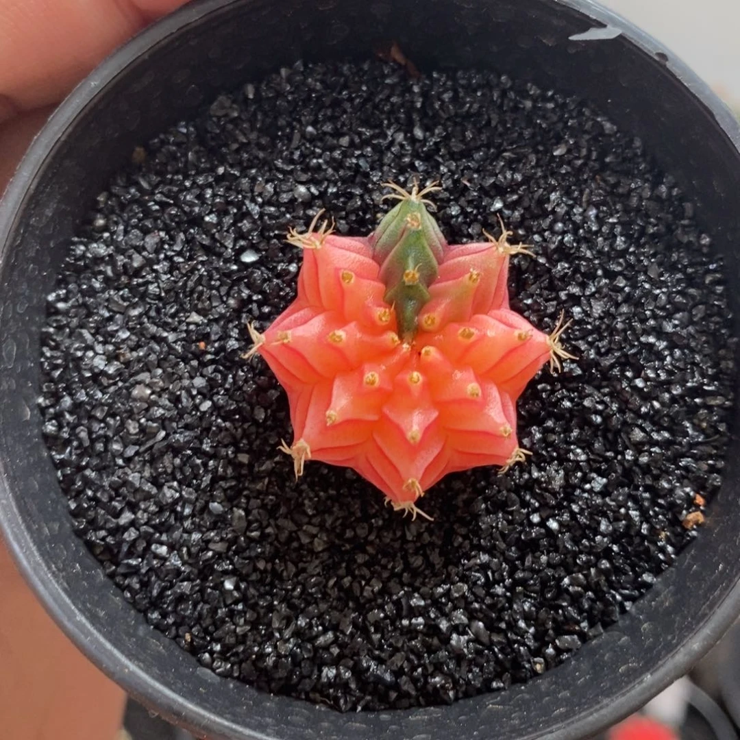 精品米哈—脱土发货4