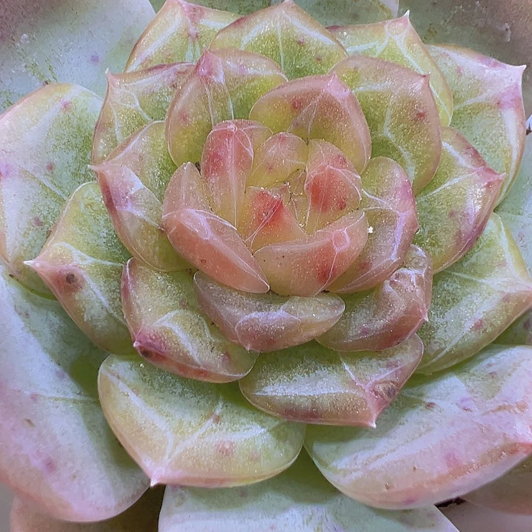 彩恋19包邮多肉植物