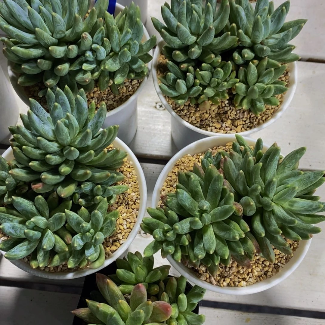 55-精品母本阿蒂斯托Sp优选多头群一个