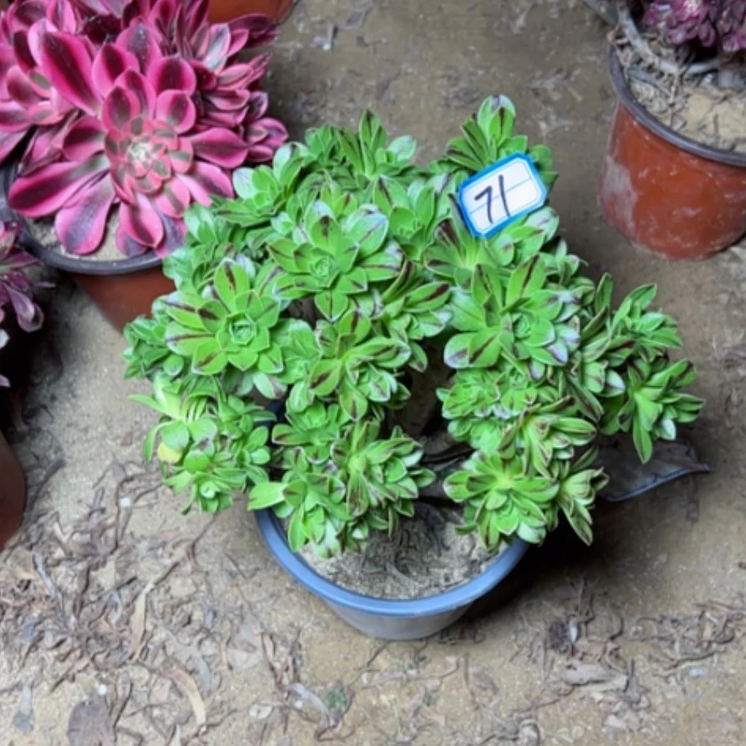 【闪购商品】花**娘多肉植物碧火砍过71