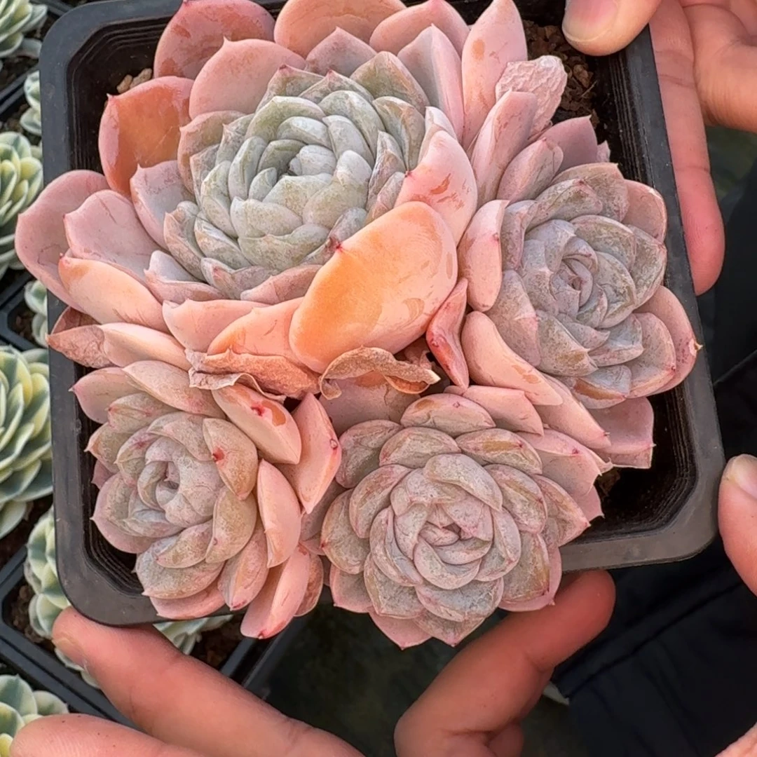 从前慢花园多肉编号0101-胖虎