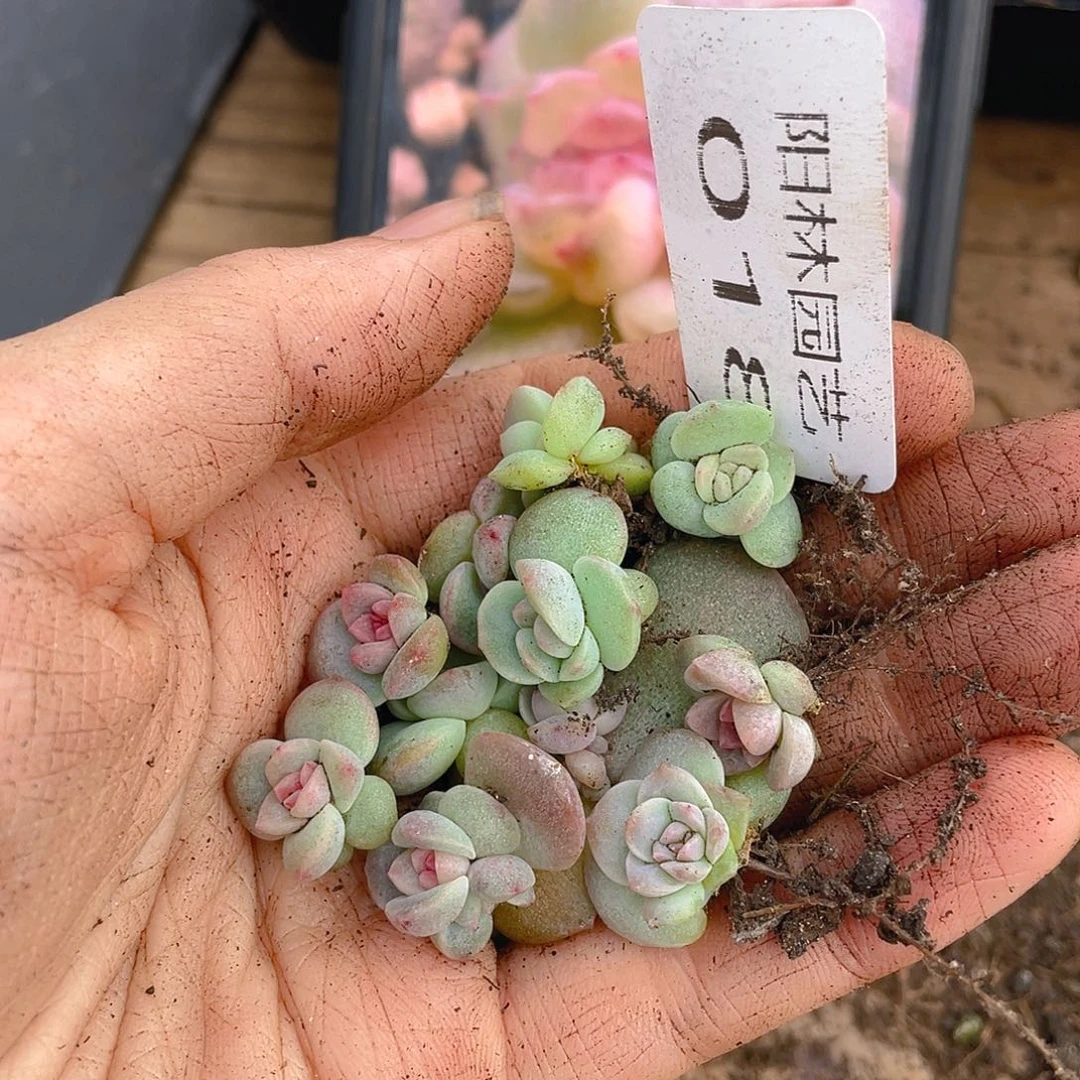 多肉植物多肉植物18