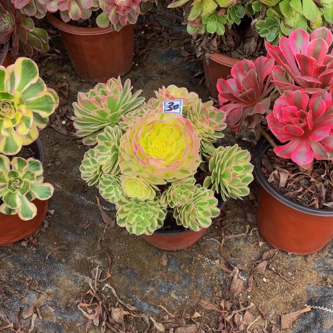 30鲜花老桩造型鲜花老桩