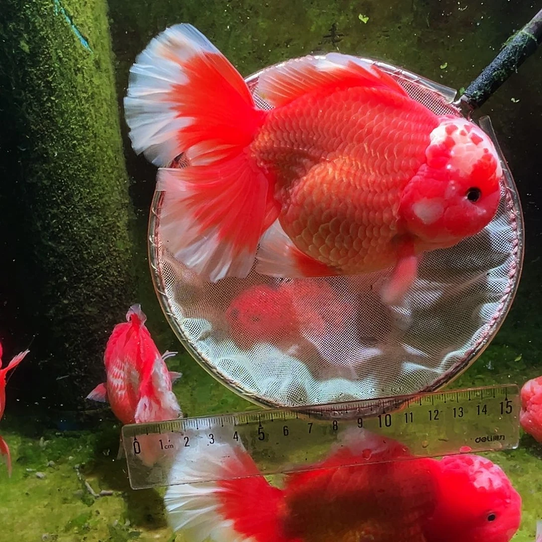 金鱼冷水金鱼百褶泰狮