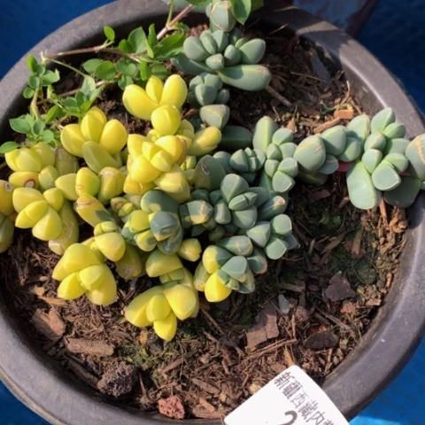 唛*2102鹿角海棠多肉