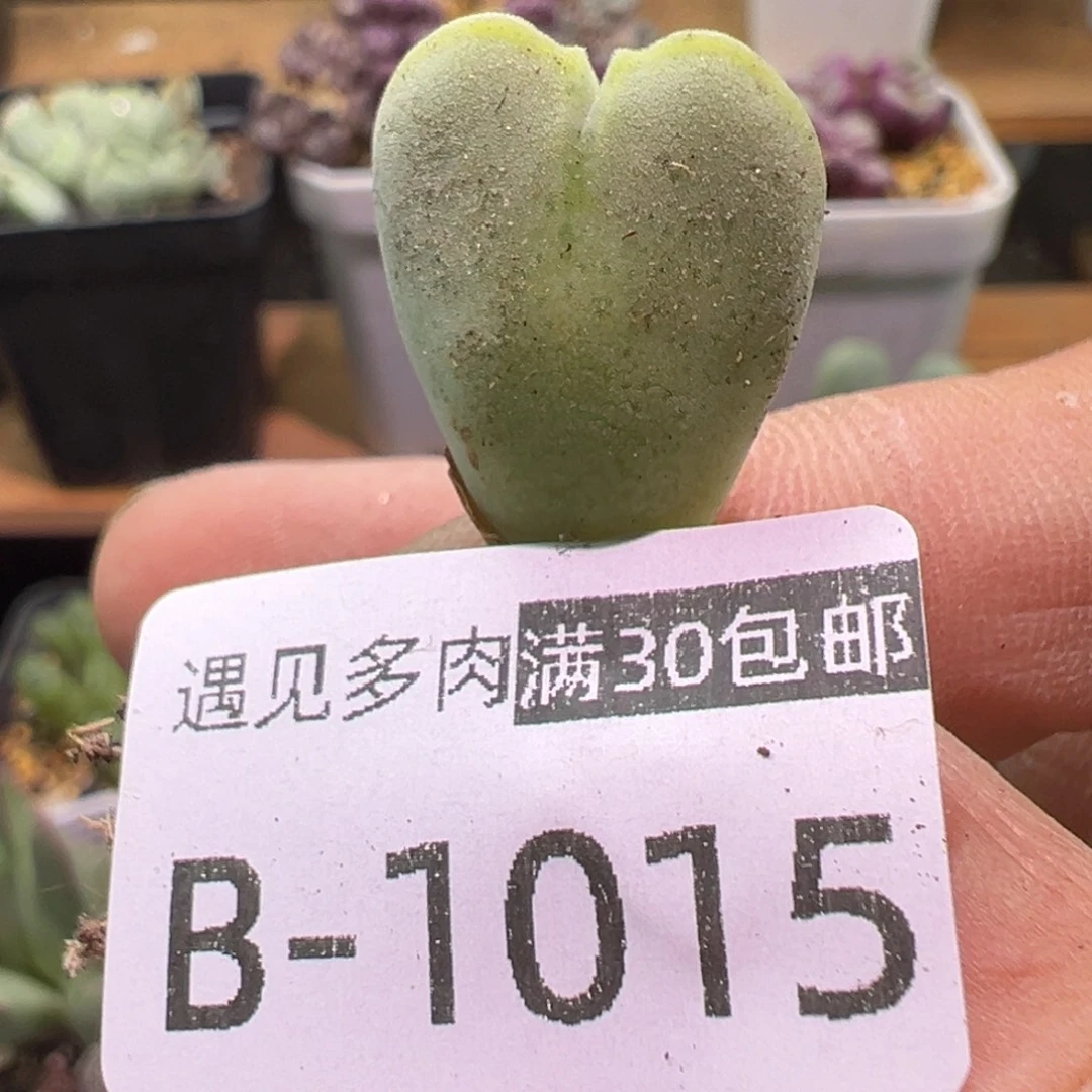 多肉植物1111111111111111111