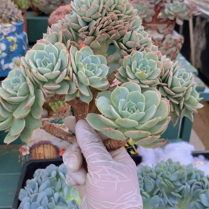 雪域蓝巴黎无砍自然群