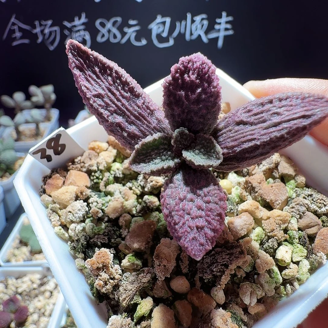 特价水泡，带盆发货，满88包邮
