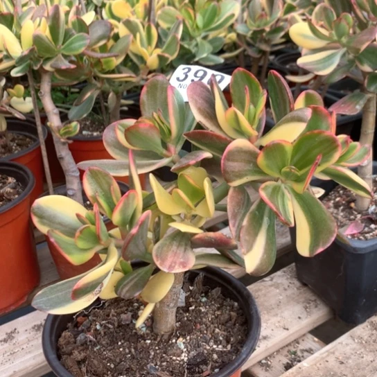 390 老花脱土发货