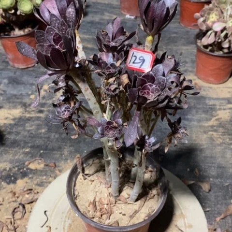 黑法师丛林一物一拍