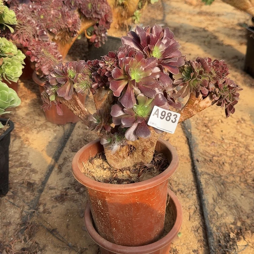 983欧紫一颗满28包邮