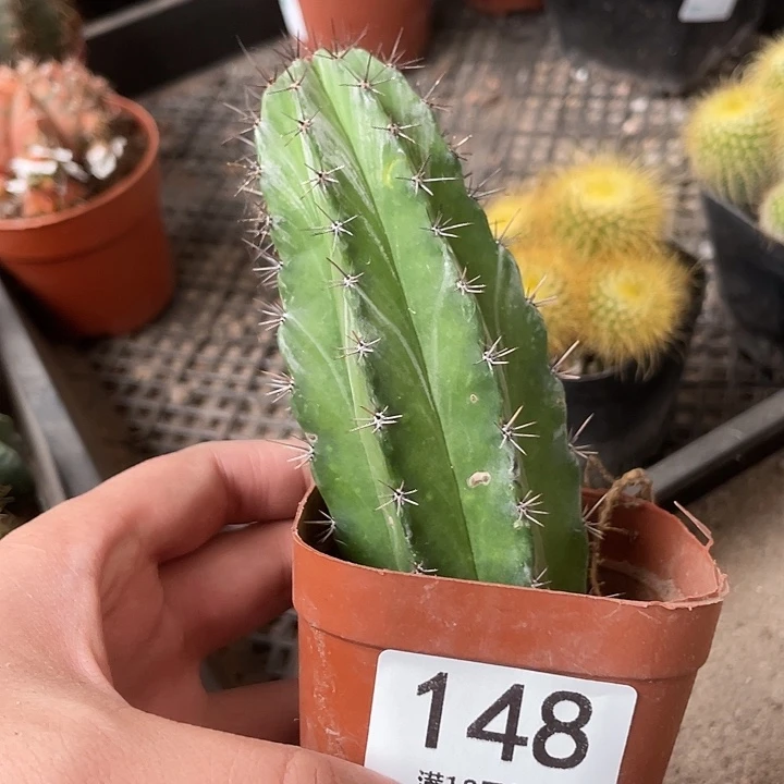 完全开放148不售后