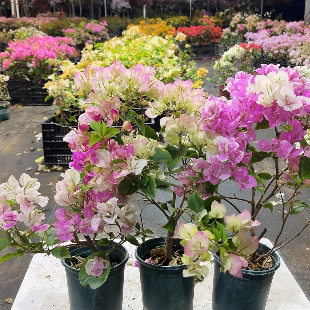 大部分花苞少量开放章红英，绿樱，广红樱