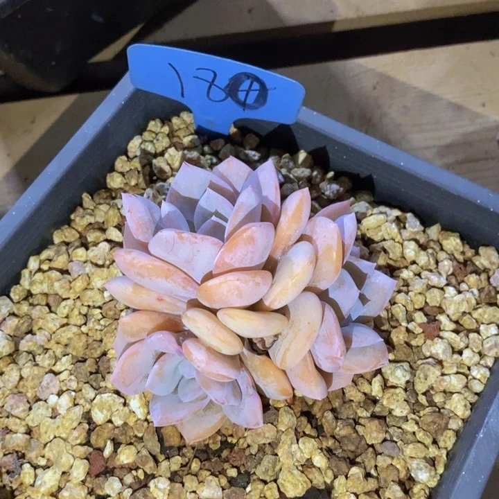 荣***儿这么早还没有下班么