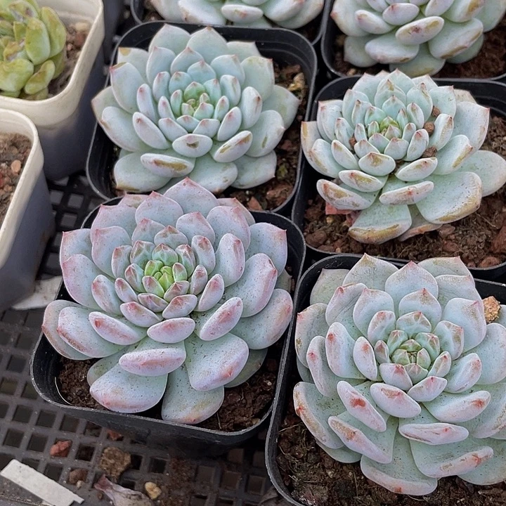 玉芙蓉2.8带盆土发
